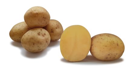 Aardappel Dior Den Hartigh Gesneden Knol